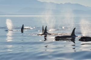 A pod of Orcas